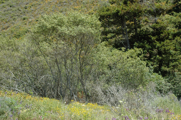 Soberanes Canyon 058.jpg